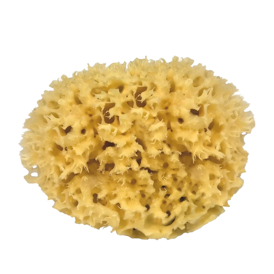 Croll & Denecke | Natural Sponge