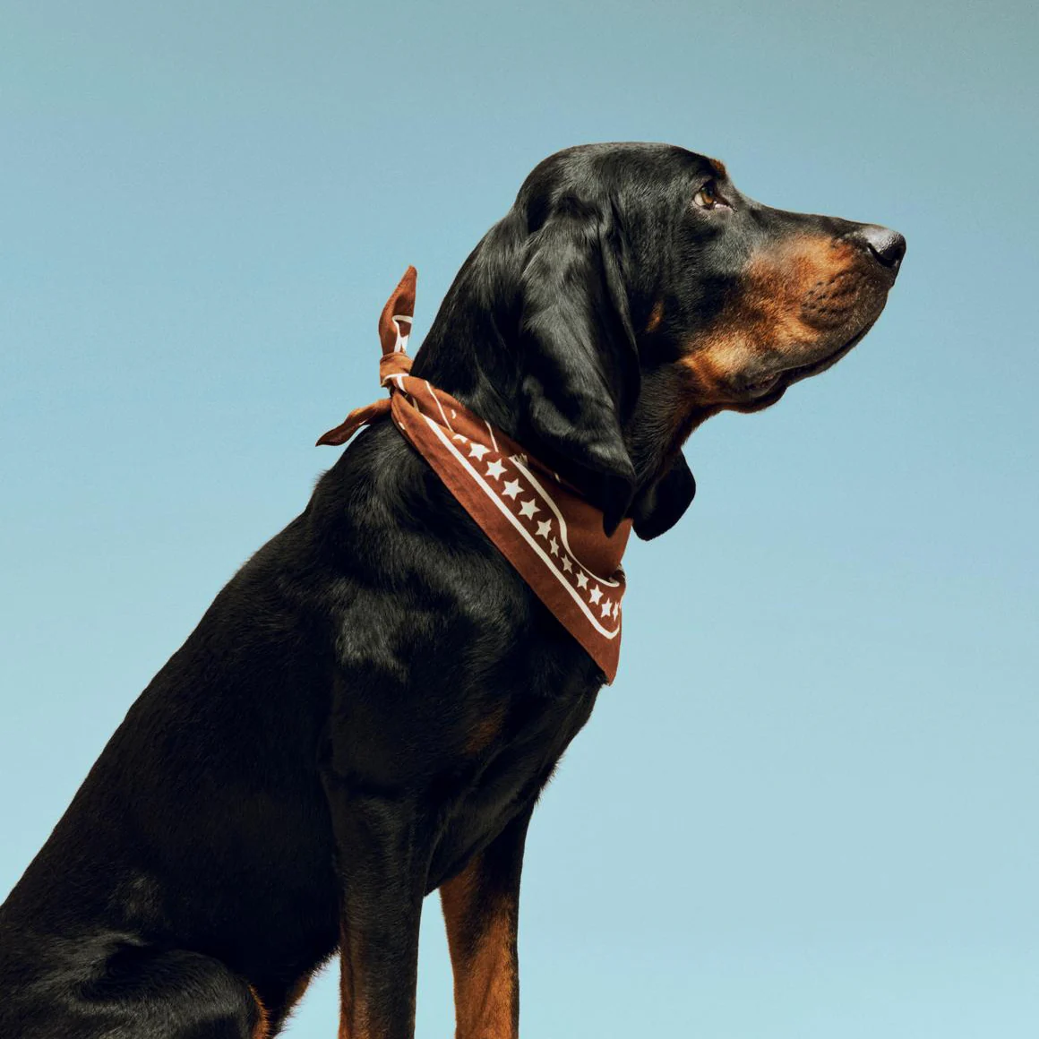 HAY | Dogs Scarf (Recycled) - Brown - Image 3