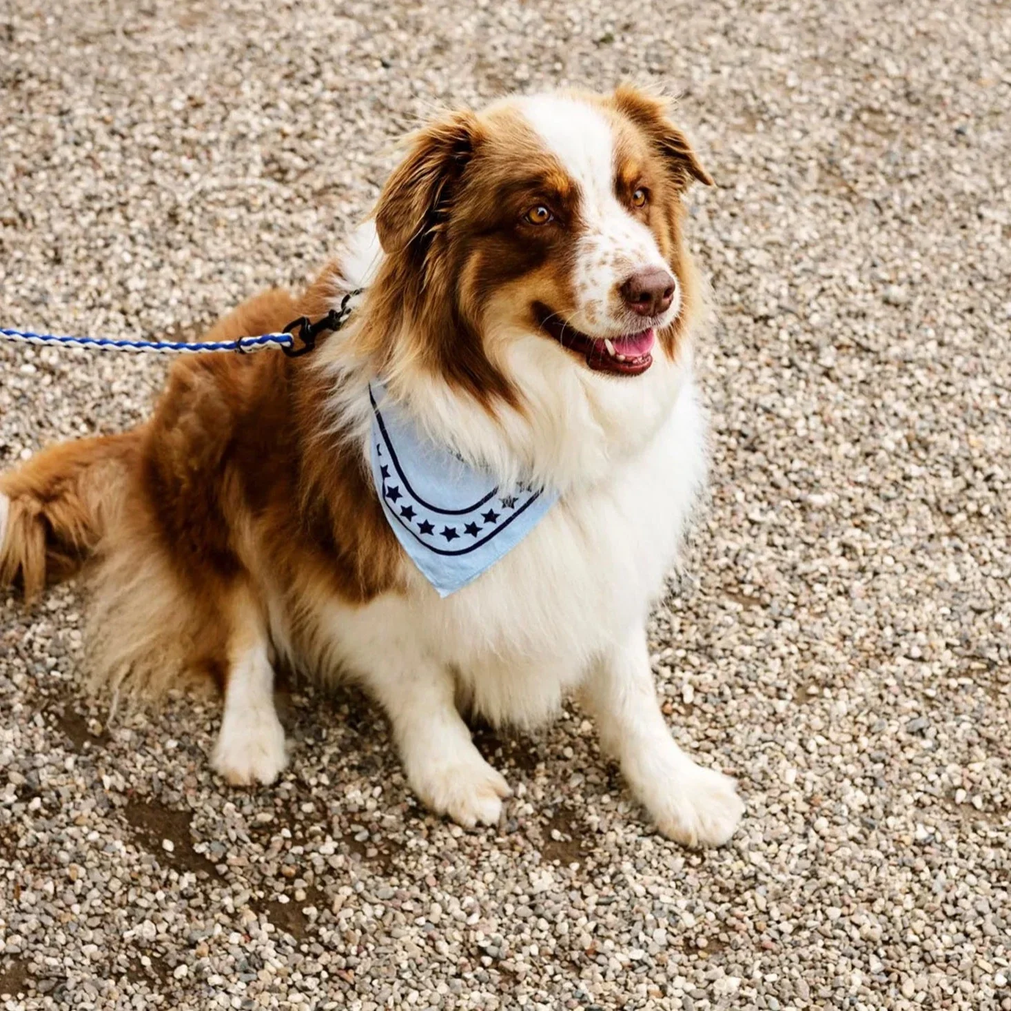HAY | Dogs Scarf - Light Blue - Image 3