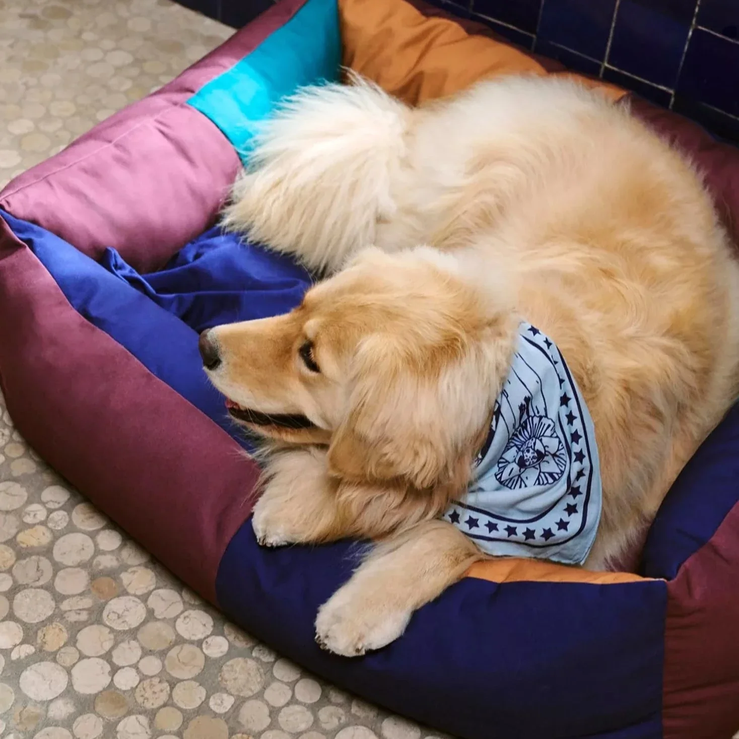 HAY | Dogs Scarf - Light Blue - Image 4